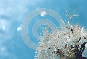 Dandelion seeds in raindrops, blue background with bokeh