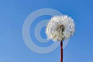 Dandelion seeds in rays of sunlight on a background of blue sky