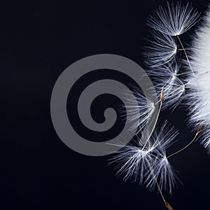 The dandelion with seeds ready for dispersal isolated on black background