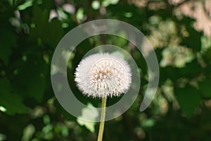 Dandelion, seeds ready to blow in the wind