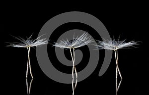 Dandelion Seeds resembling ballet dancers