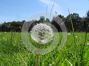 Dandelion seeds scatter in the wind . photo
