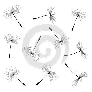 Dandelion seeds set