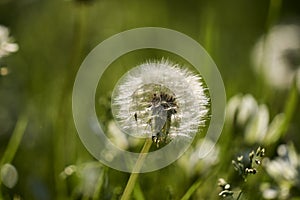Dandelion with seeds in sharp focus and mosquito
