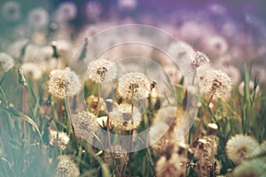 Dandelion seeds - springtime in meadow