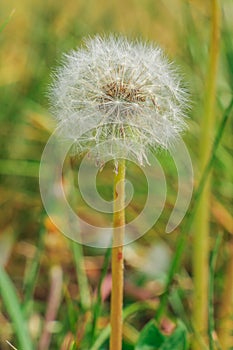 Dandelion with seeds on the stem