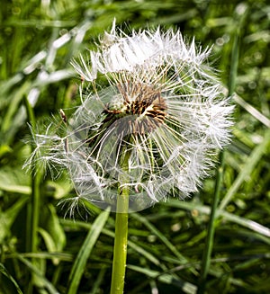 Dandelion seeds still attached to seedhead