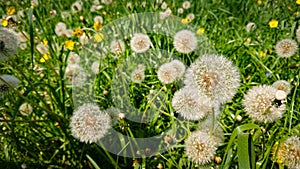 Dandelion Seeds In The Sunlight Away Across A Fresh Green Morning Background In Soft Focus