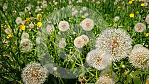 Dandelion Seeds In The Sunlight Away Across A Fresh Green Morning Background In Soft Focus