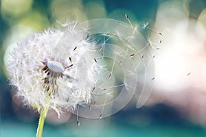 Dandelion seeds in the sunlight blowing away across a fresh green morning background.