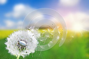 Dandelion seeds in the sunlight blowing away across a fresh green morning background