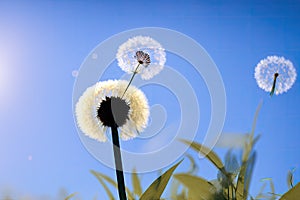 Dandelion seeds in the sunlight blowing away across a fresh green morning background, generative ai