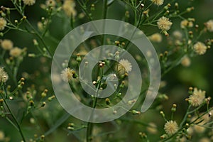 Dandelion seeds in the sunlight blowing away across a fresh green morning background. Hd image and large zise