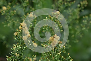 Dandelion seeds in the sunlight blowing away across a fresh green morning background. Hd image and large zise