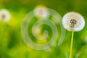 Dandelion seeds in the sunlight blowing .Selective focus