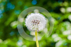 Dandelion seeds in sunlight on spring green background, macro, close-up