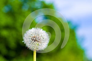 Dandelion seeds in sunlight on spring green background, macro, close-up