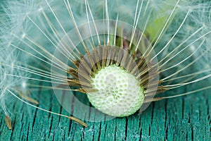 Dandelion seeds.