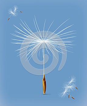 Dandelion seeds vector icon