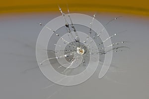 Dandelion seeds with water drops 36