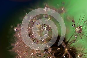 Dandelion seeds with water drops 27