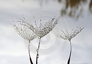 Dandelion seeds with water drops - against the sky