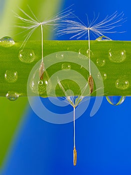 Dandelion seeds in water drops.