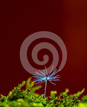 Dandelion seeds water drops flower background