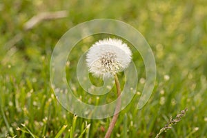 Dandelion Seeds On Weed