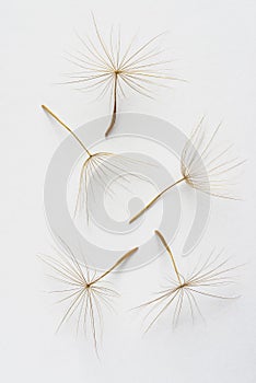 Dandelion Seeds on a White Background