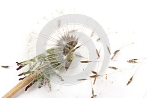 Dandelion with seeds on a white background