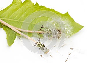 Dandelion with seeds on a white background