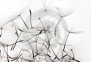 Dandelion seeds white background