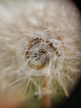 Dandelion seeds with white parachutes close-up