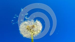 Dandelion, seeds, wind blowing