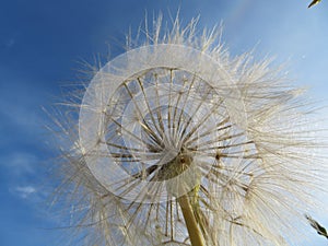 Dandelion seen from below with delicate fragile background sky photo