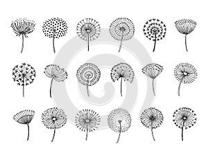 Dandelion set. Doodle hand drawn dandelions monstera delicate plant seeds summer botanical fluff flower isolated vector