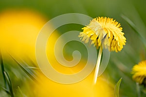 Dandelion in sharp and blur in the foreground