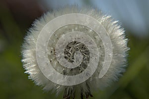 Dandelion showing full head of seeds on sunny day