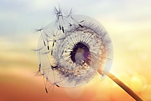 Dandelion silhouette against sunset