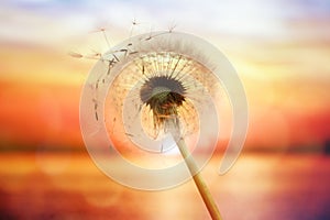 Dandelion silhouette against sunset over the sea