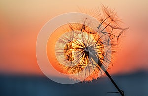 Dandelion silhouette against sunset with seeds blowing in the wind, summer concept.