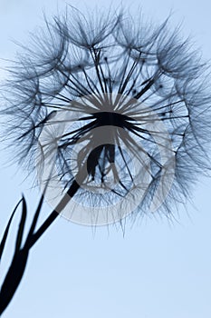 Dandelion silhouette fluffy flower on blue sunset sky