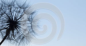 Dandelion silhouette fluffy flower on blue sunset sky