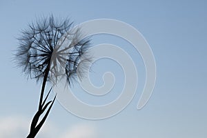 Dandelion silhouette fluffy flower on blue sunset sky