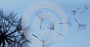 Dandelion silhouette fluffy flower on blue sunset sky