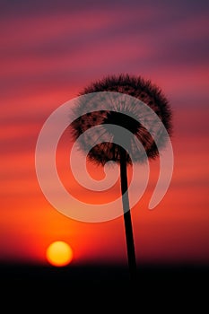 Dandelion Silhouette at Sunset AI-GENERATED