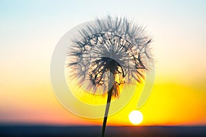 Dandelion silhouetted against the sunset sky. Nature and botany of flowers