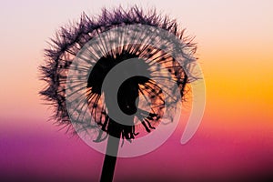 Dandelion Silhouetted By The Sunset 