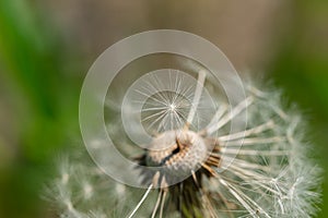 Dandelion with single fluff seed